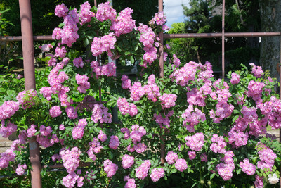 45-DSCF1409