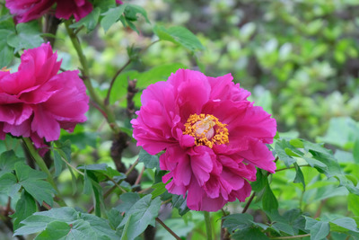 25-DSCF1117