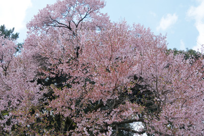246-DSCF0243