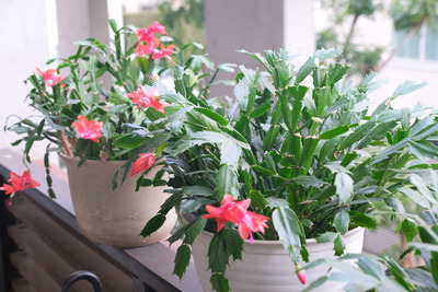 22-DSCF9314