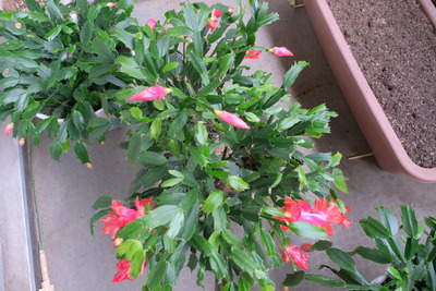 25-DSCF6205