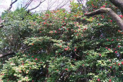 381DSCF0393