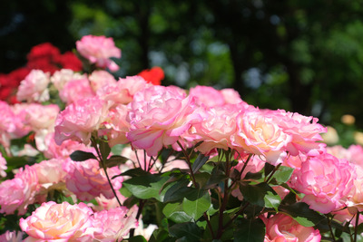 30-DSCF1188