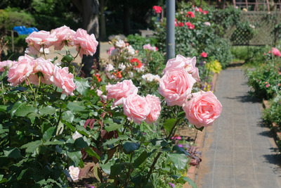 32-DSCF1397