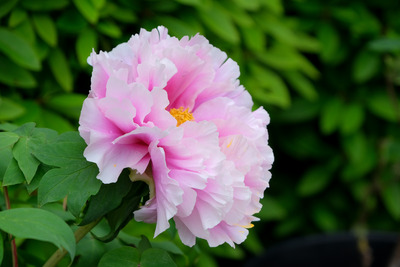 24-DSCF1114