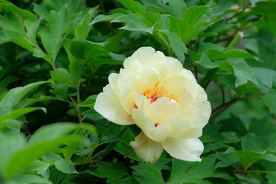 36-DSCF1121