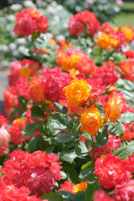 20-DSCF1182