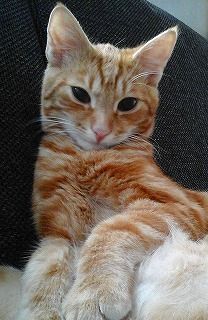 詩 あなたは猫のような人 ローウェル トーマスの猫 365日ひたすら猫を愛でるブログ 詩 あなたは猫のような人 ローウェル トーマスの猫 365日ひたすら猫を愛でるブログ