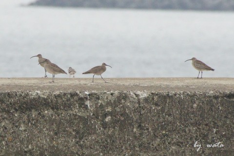 Whimbrel-3