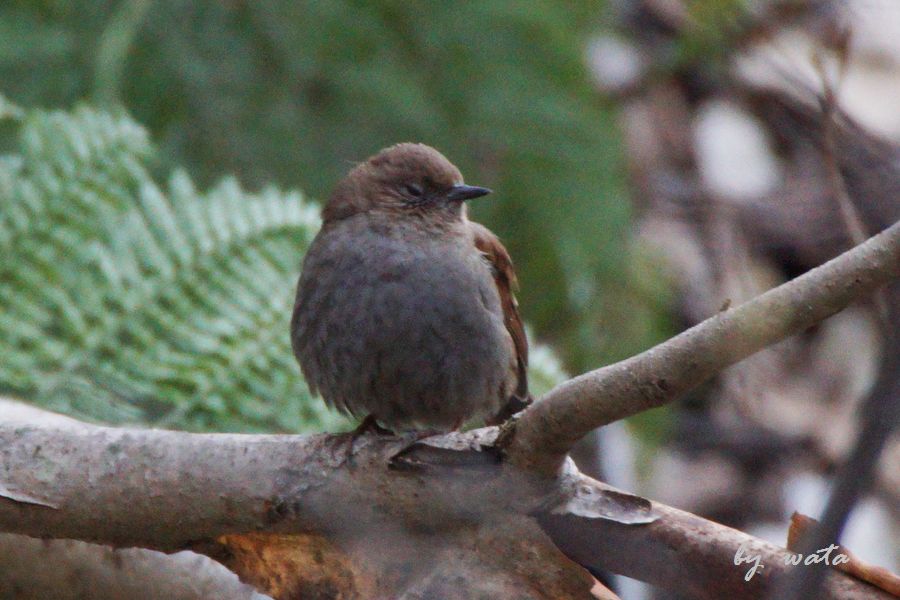 謎の茶色鳥 Wataちゃんバード 謎の茶色鳥 Wataちゃんバード