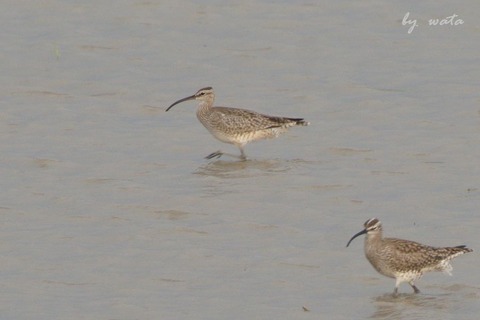 Whimbrel-1