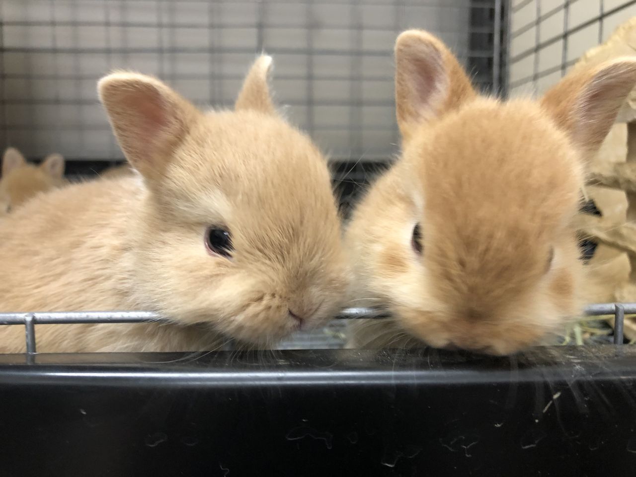 可愛いうさぎちゃん生まれました ドッグ キャッツ綿半諏訪店 情報 可愛いうさぎちゃん生まれました ドッグ キャッツ綿半諏訪店 情報