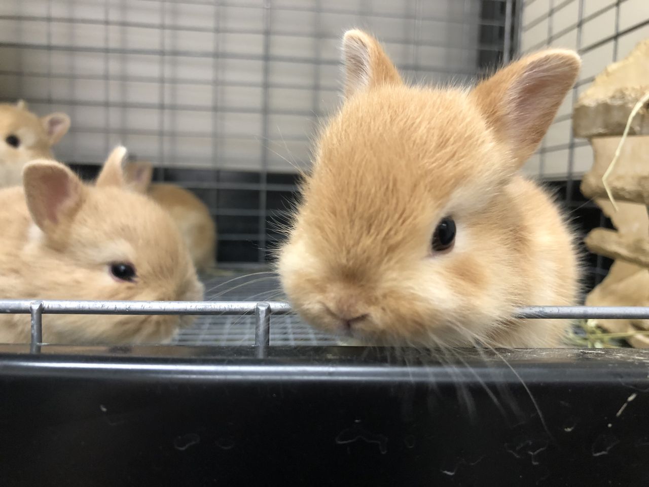 可愛いうさぎちゃん生まれました ドッグ キャッツ綿半諏訪店 情報 可愛いうさぎちゃん生まれました ドッグ キャッツ綿半諏訪店 情報