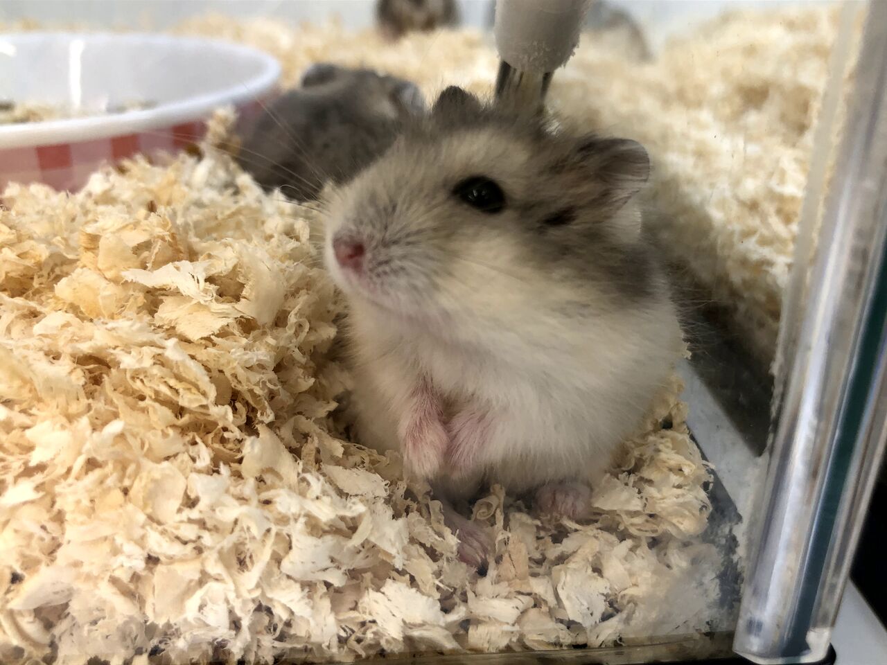 白文鳥☆ヒナ！！！！！ : ドッグu0026キャッツ綿半可児店 ショップ情報