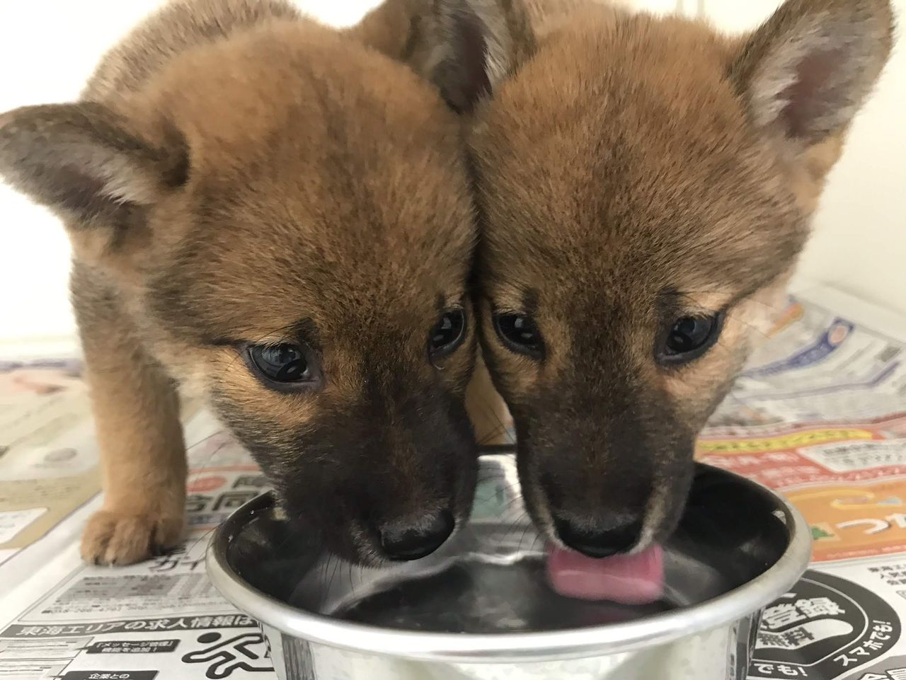 ころっころ 悶絶かわいい柴犬っっ ドッグ キャッツ綿半可児店 ショップ情報 ころっころ 悶絶かわいい柴犬っっ ドッグ キャッツ綿半可児店 ショップ情報
