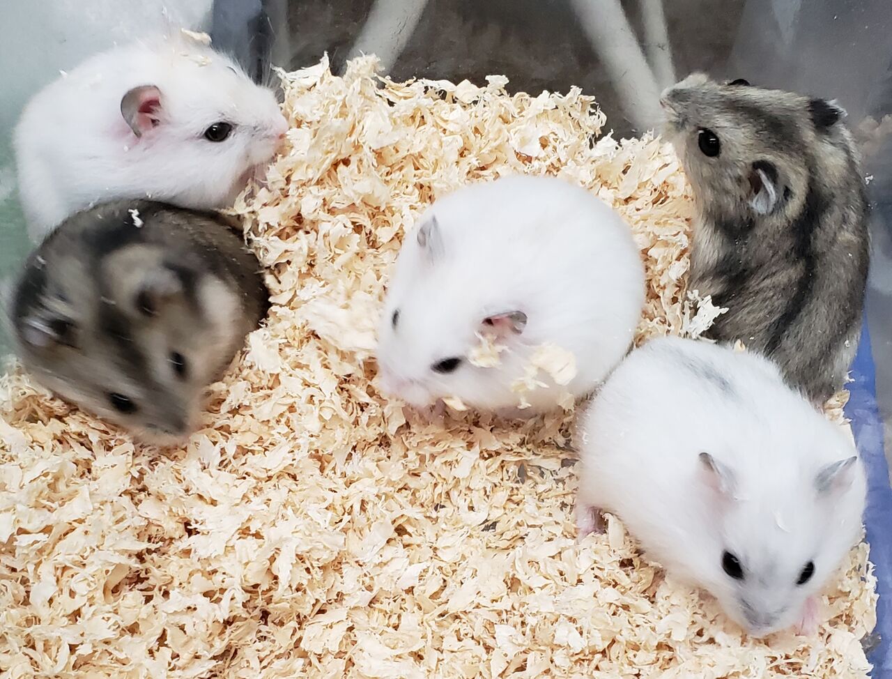 ハムスター新入荷 ドッグ キャッツ綿半長池店 情報 ハムスター新入荷 ドッグ キャッツ綿半長池店 情報
