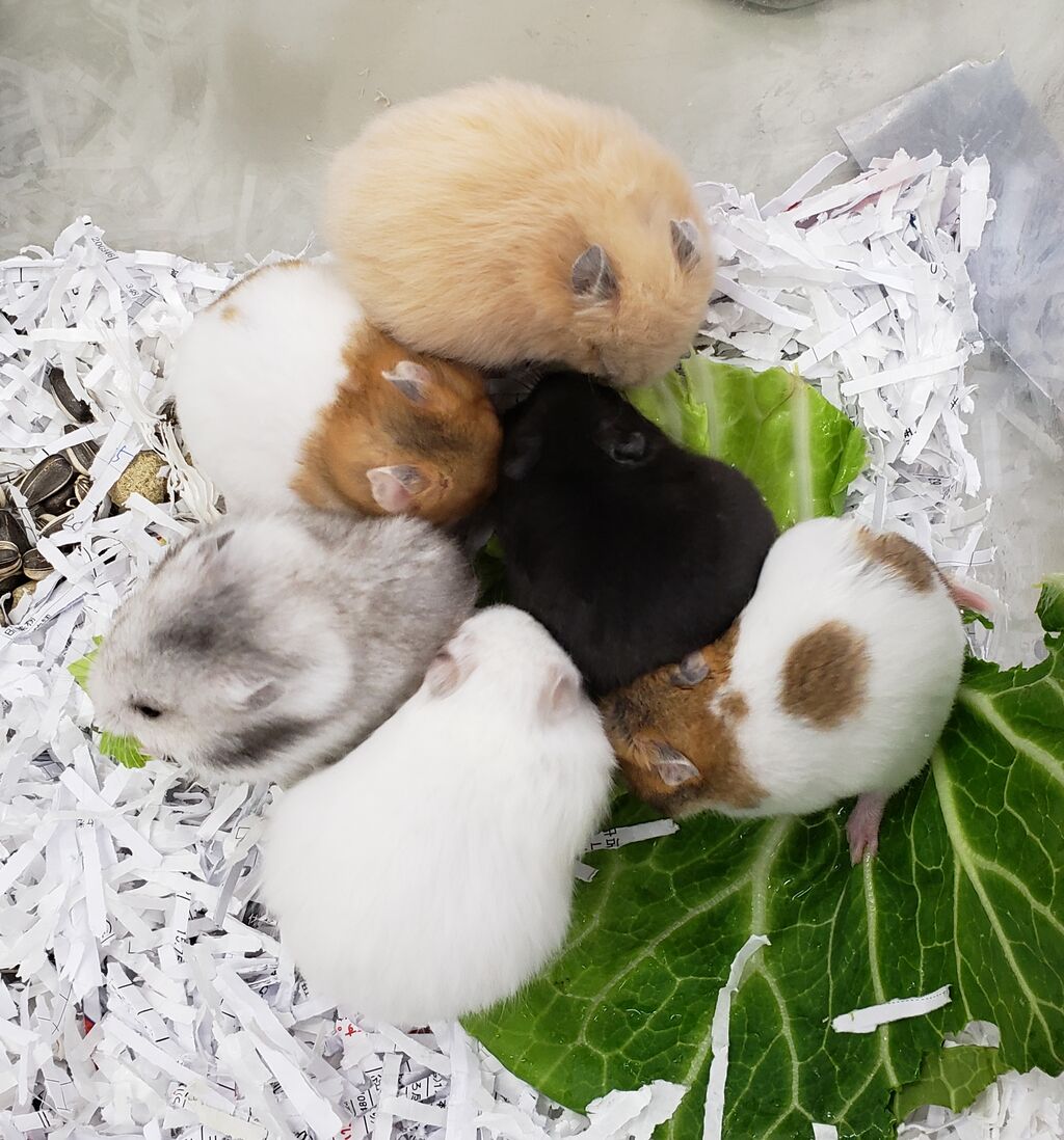 ハムスター新入荷 ドッグ キャッツ綿半長池店 情報 ハムスター新入荷 ドッグ キャッツ綿半長池店 情報