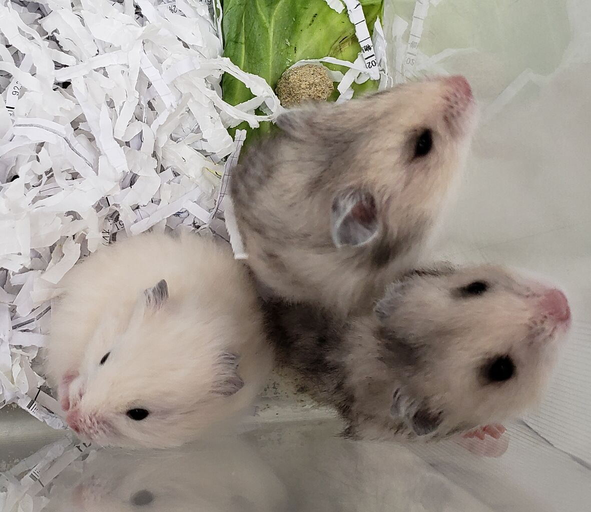 ハムスター新入荷 ドッグ キャッツ綿半長池店 情報 ハムスター新入荷 ドッグ キャッツ綿半長池店 情報