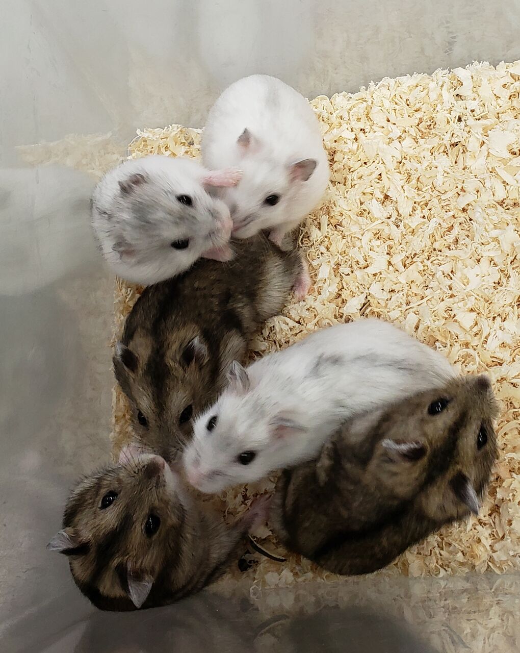 小動物フェア ドッグ キャッツ綿半長池店 情報