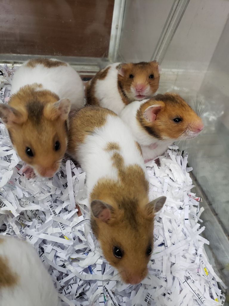 ハムちゃん情報 ドッグ キャッツ綿半伊那店 情報