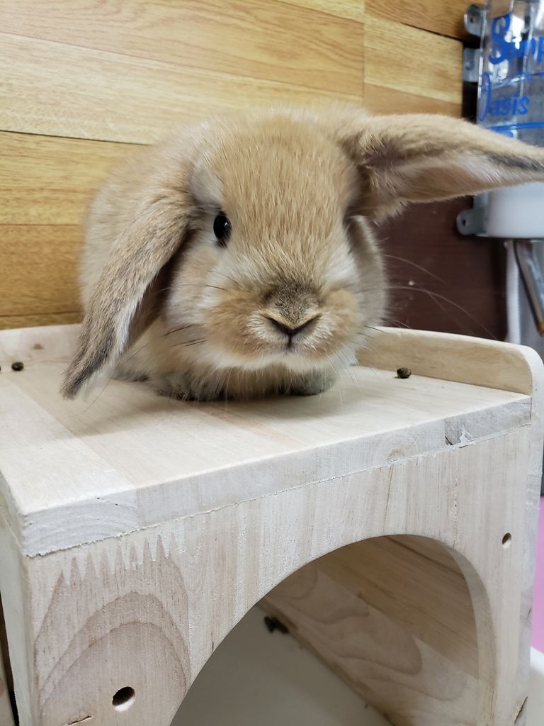 小動物情報 ドッグ キャッツ綿半伊那店 情報 小動物情報 ドッグ キャッツ綿半伊那店 情報