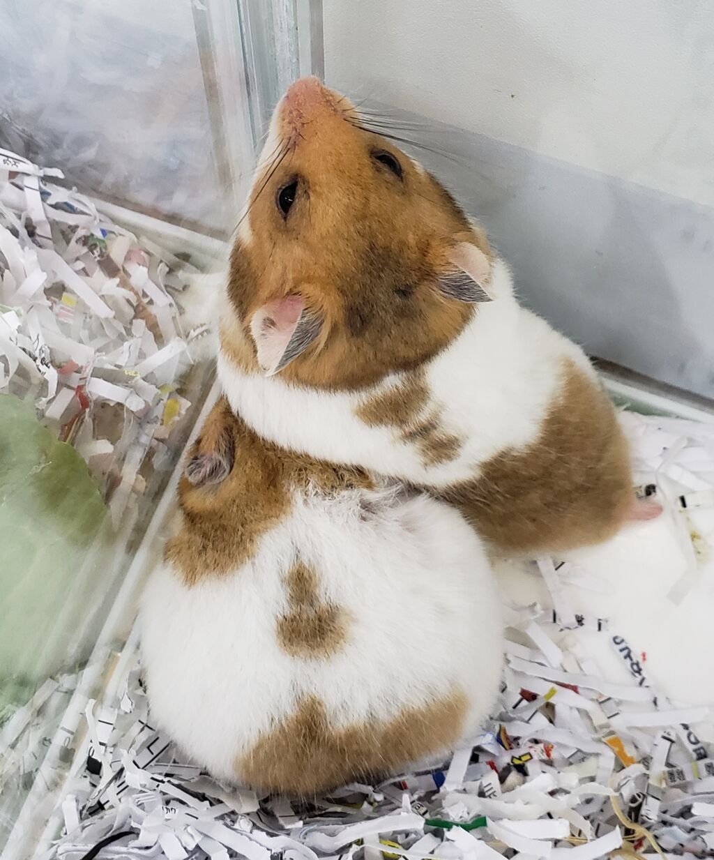 ハムちゃん情報 ドッグ キャッツ綿半伊那店 情報
