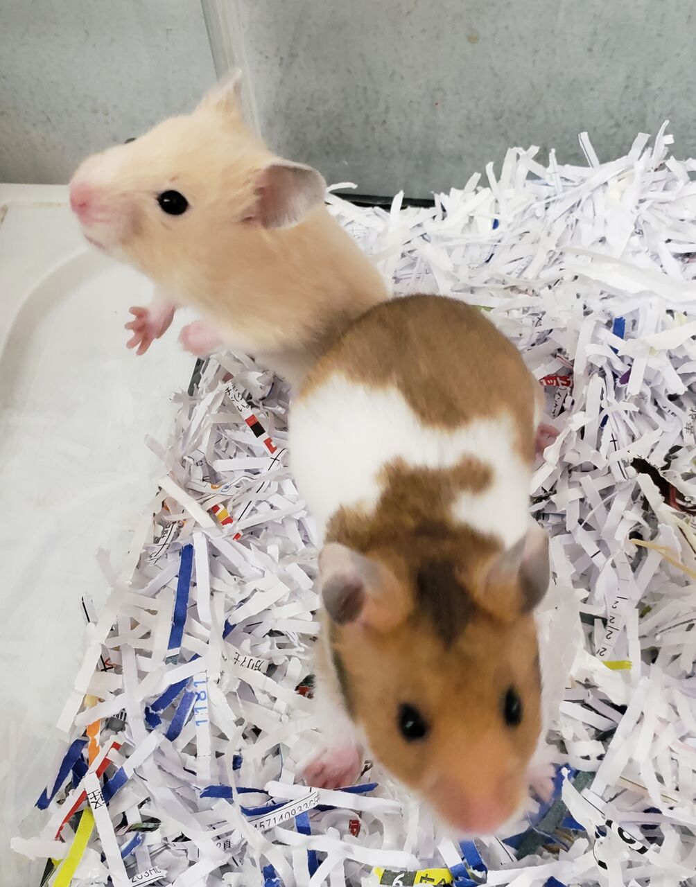 ハムちゃん情報 ドッグ キャッツ綿半伊那店 情報