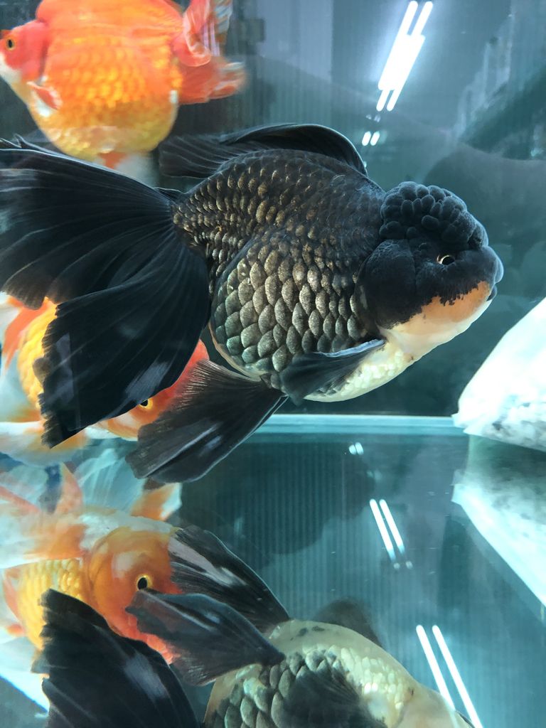 5月10日 高級金魚入荷 ドッグ キャッツ綿半伊那店 情報 5月10日 高級金魚入荷 ドッグ キャッツ綿半伊那店 情報