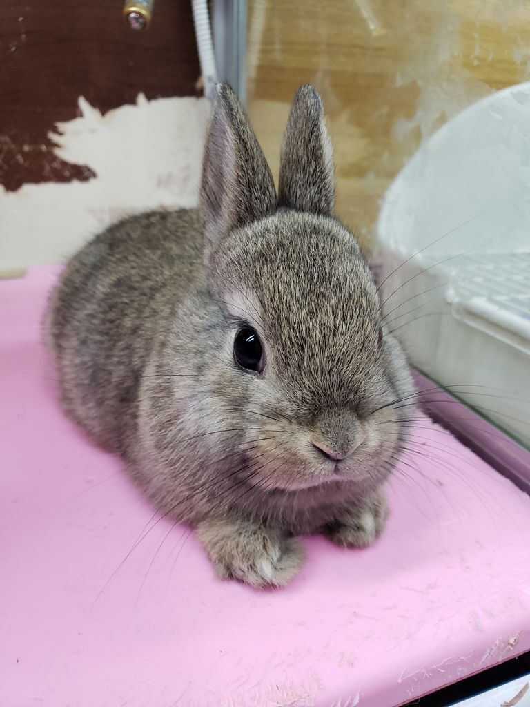 小動物情報 ドッグ キャッツ綿半伊那店 情報