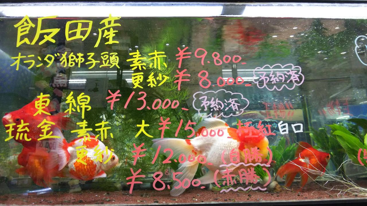 8月7日aquaコーナー入荷 上物金魚 ドッグ キャッツ綿半伊那店 情報 8月7日aquaコーナー入荷 上物金魚 ドッグ キャッツ綿半伊那店 情報