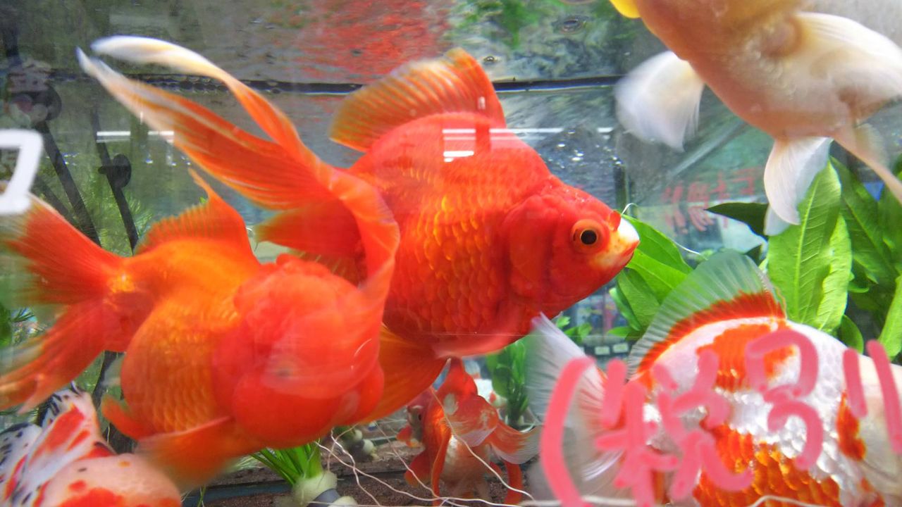 8月7日aquaコーナー入荷 上物金魚 ドッグ キャッツ綿半伊那店 情報 8月7日aquaコーナー入荷 上物金魚 ドッグ キャッツ綿半伊那店 情報