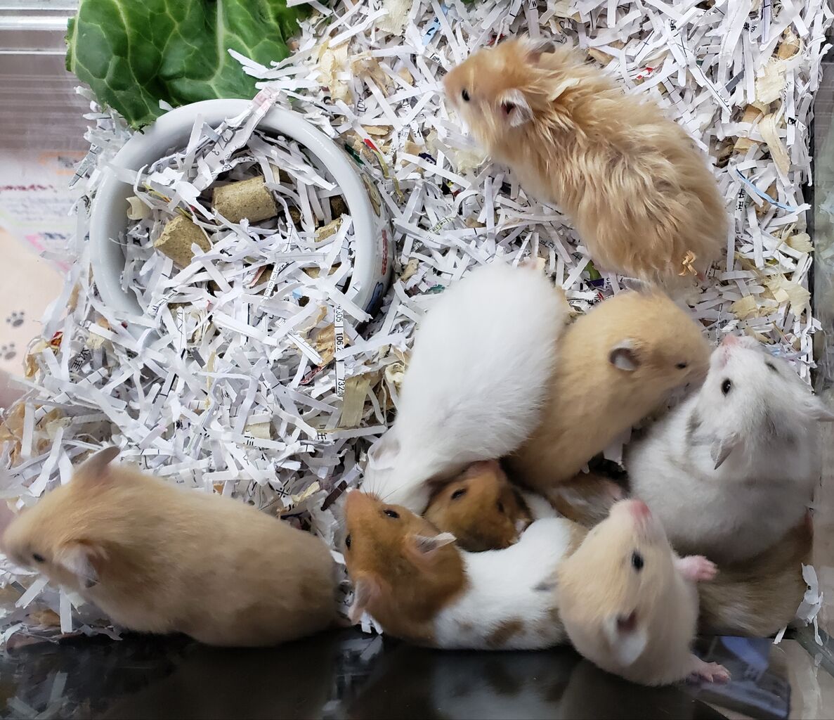 小動物入荷情報 ドッグ キャッツ綿半伊那店 情報