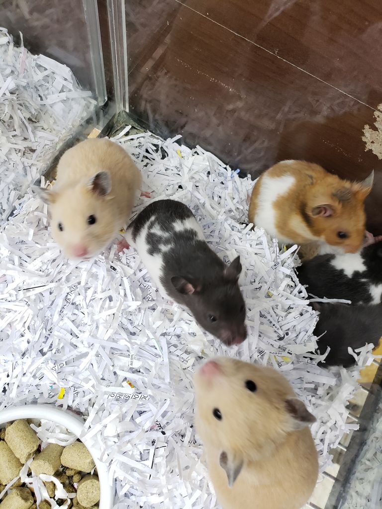 小動物入荷情報 ドッグ キャッツ綿半伊那店 情報