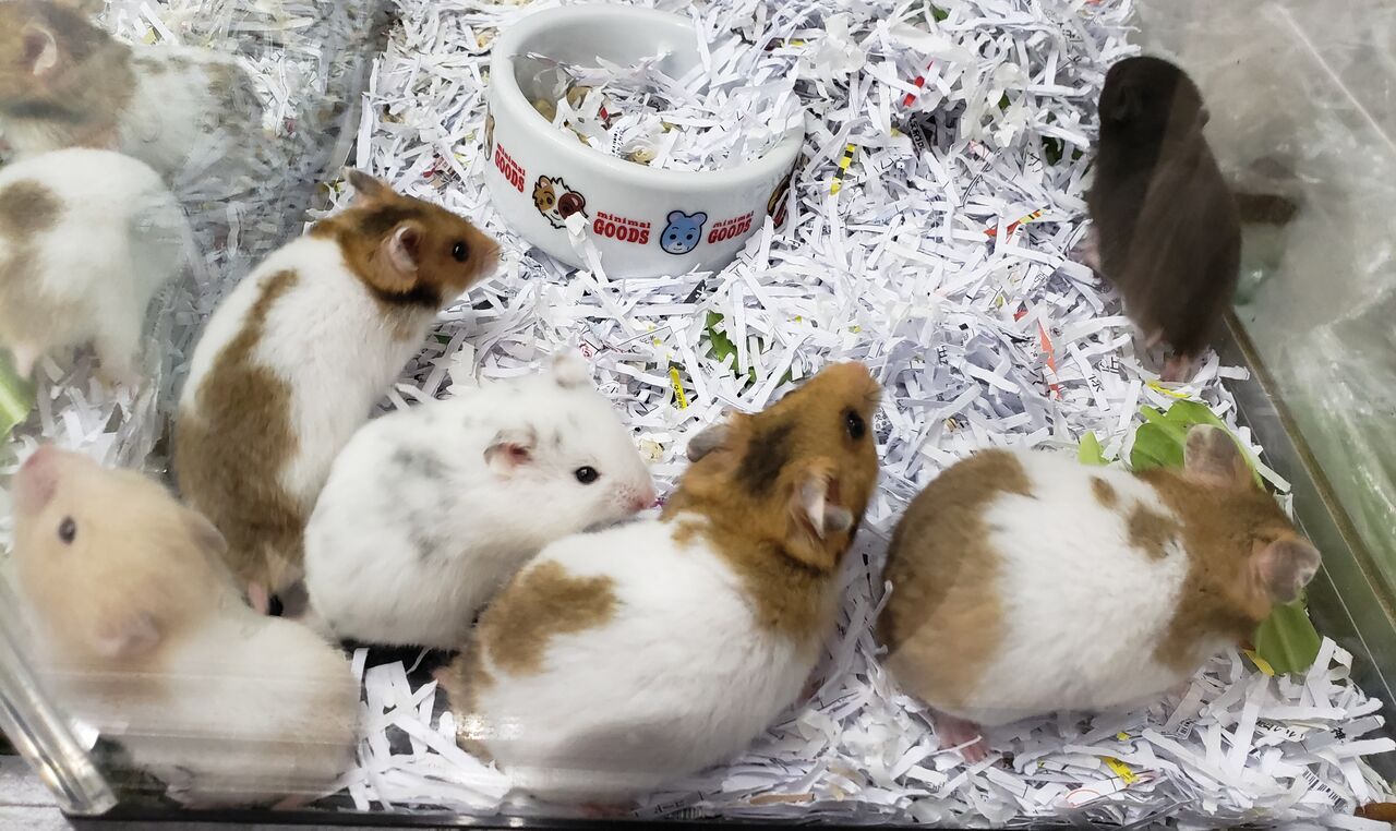 ハムちゃん入荷情報 ドッグ キャッツ綿半伊那店 情報