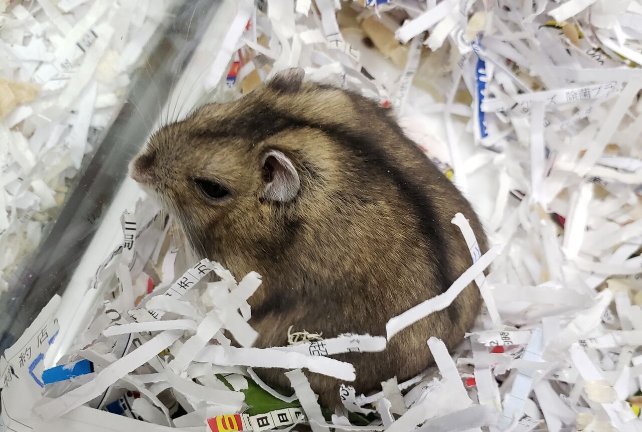 🐹ハムちゃん情報🐹 : ドッグu0026キャッツ綿半伊那店 情報