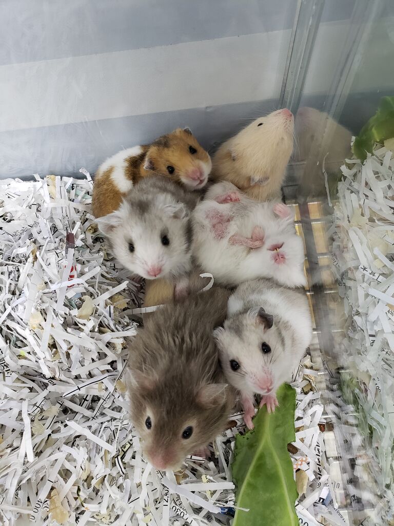 小動物入荷情報 ドッグ キャッツ綿半伊那店 情報