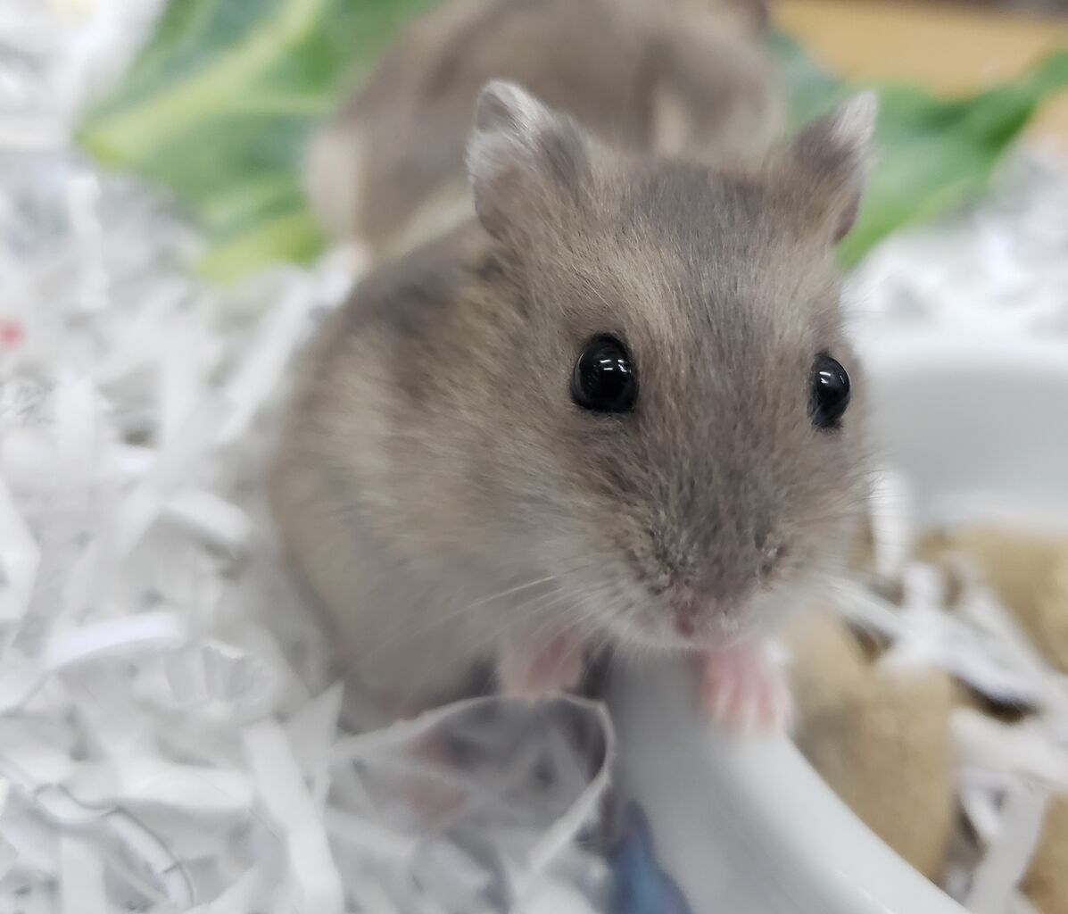 小動物入荷情報 ドッグ キャッツ綿半伊那店 情報