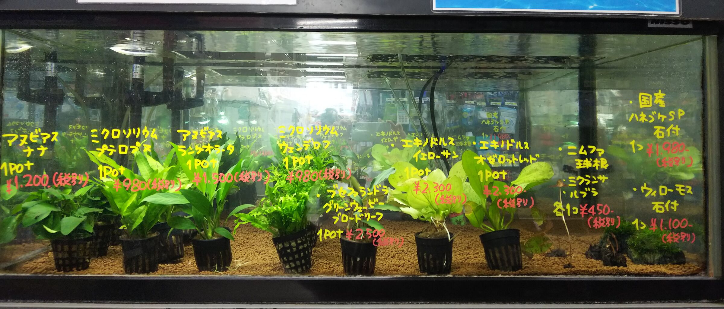 水草情報 ドッグ キャッツ綿半伊那店 情報