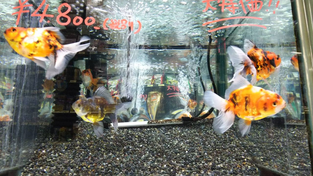 8月7日aquaコーナー入荷 上物金魚 ドッグ キャッツ綿半伊那店 情報 8月7日aquaコーナー入荷 上物金魚 ドッグ キャッツ綿半伊那店 情報