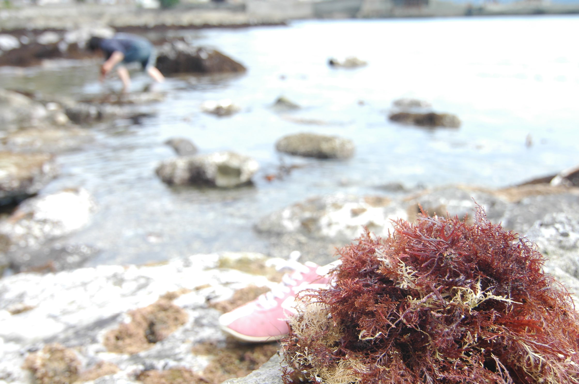 天草 テングサ 拾い 千葉 南房総田舎暮らしブログ