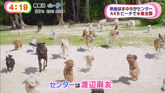 ラブラドールレトリバーMV8