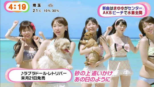 ラブラドールレトリバーMV10