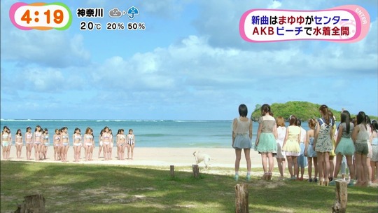 ラブラドールレトリバーMV6