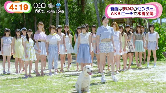 ラブラドールレトリバーMV5