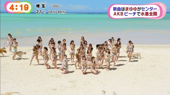 ラブラドールレトリバーMV11