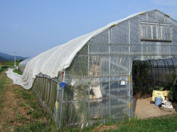 ビニールハウスに遮光ネットの季節 有機栽培で産地直送 わたなべ農園の健康野菜ブログ