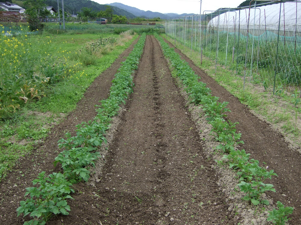 じゃがいもの土寄せ2回目 有機栽培で産地直送 わたなべ農園の健康野菜ブログ じゃがいもの土寄せ2回目 有機栽培で産地直送 わたなべ農園の健康野菜ブログ