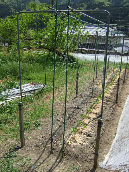 DSCF2566