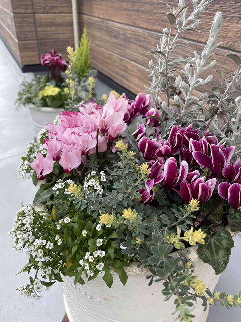 冬の植物になりました