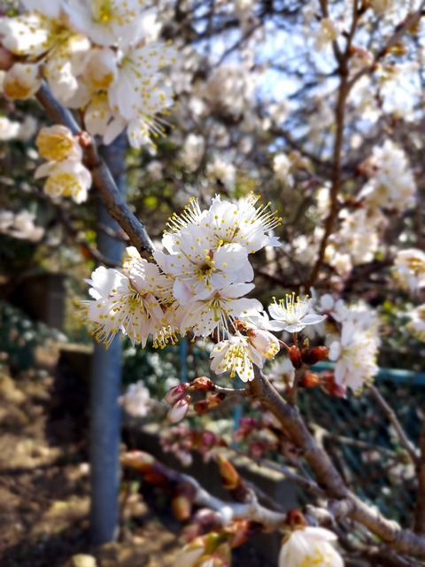 2023桜